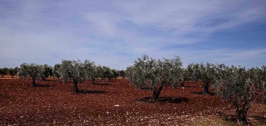 В Крыму создается уникальная для России отрасль сельского хозяйства — выращивание оливок и производство оливкового масла первого холодного отжима
