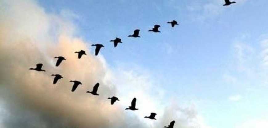 Почему стая гусей летит на зимовку клином