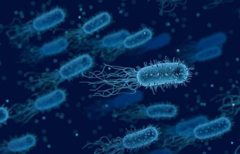 Виновата бактерия «Синтия» — сенсационная версия появления коронавируса от ученого-биолога с мировым именем Ирины Ермаковой