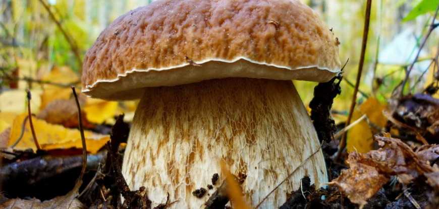 Сезон «тихой охоты» начался в Московской области: после тёплых летних дождей в подмосковных лесах появились грибы