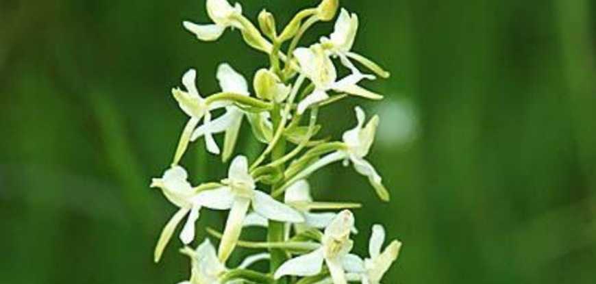 Любка двулистная, одна из представительниц семейства лесных орхидей, начала цвести в лесах Подмосковья
