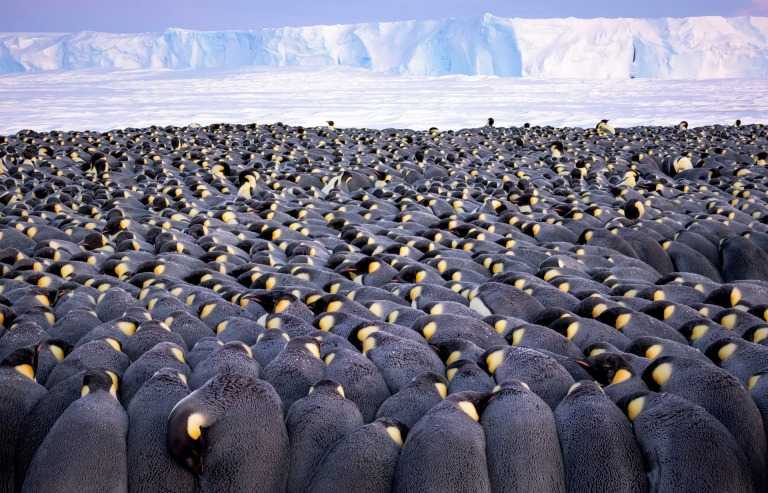 Как королевские пингвины бухты Атка, у шельфа Экстрём в Антарктиде, создают живой инкубатор