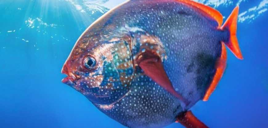 Краснопёрый опах или солнечная рыба, или обыкновенный опах, или лунная рыба, - уникальное теплокровное глубоководное существо, обнаруженное лишь в 21 веке