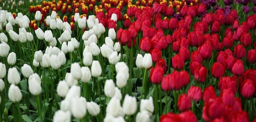 Тепличный комплекс по выращиванию тюльпанов, рассады цветов и овощей, а также посадочного материала введен в строй в Раменском.