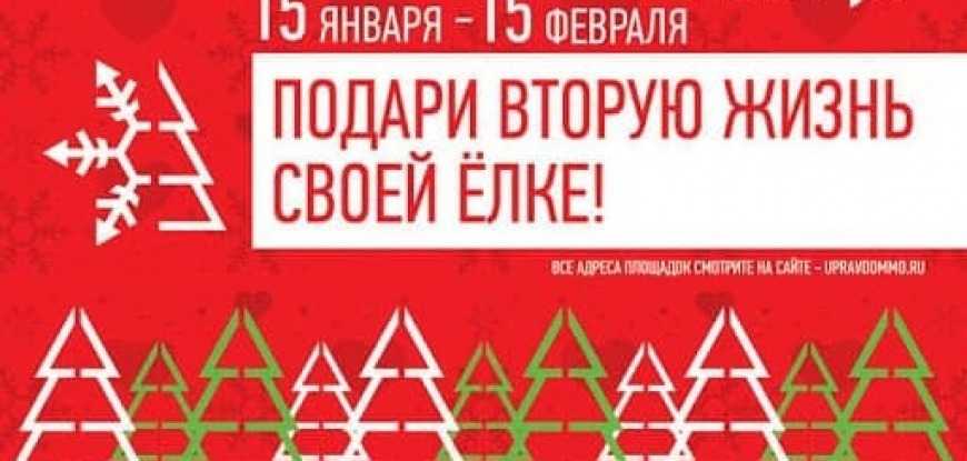 Глава города Юрий Прохоров назвал адреса пунктов приема натуральных новогодних ёлок в Жуковском
