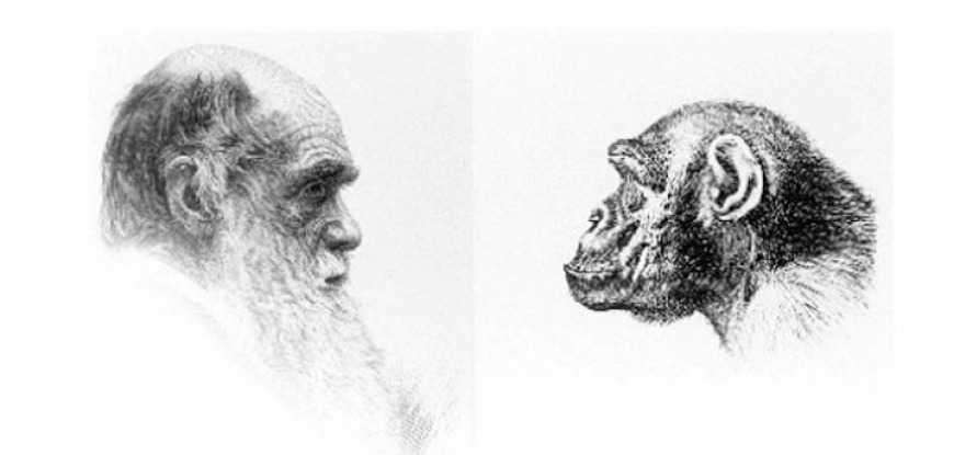Homo sapiens стремительно превращается в обезьяну. Про дарвинизм и христианство