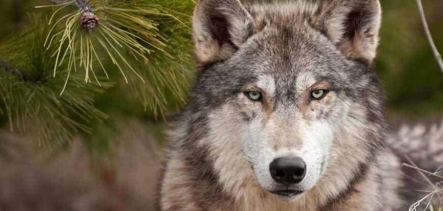 Тамбовский волк стал национальным достоянием. Официально.